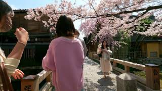 2022 Japan Kyoto Gion Shirakawa Sakura Cherry Blossom / 2022年祇園白川の桜