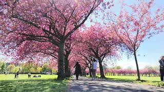 4K Scotland - Edinburgh - 1/5/2021 Cherry Blossom Tracking