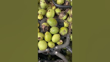 Squirrel Fills Car Hood With Walnut Stash || ViralHog