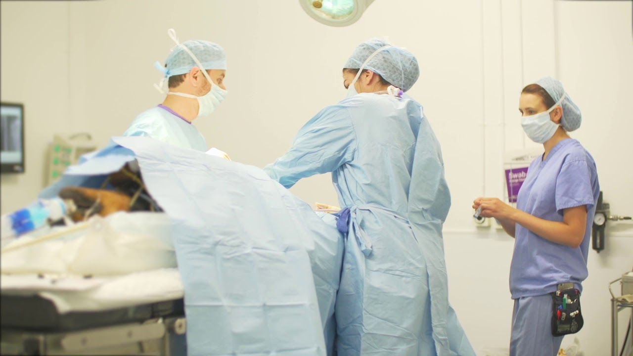 Behind the scenes at Davies Veterinary Specialists