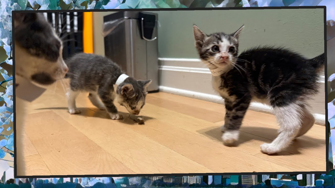 Foster Kitten Livestream (S19, E12) - Jul 11, 2025 - YouTube