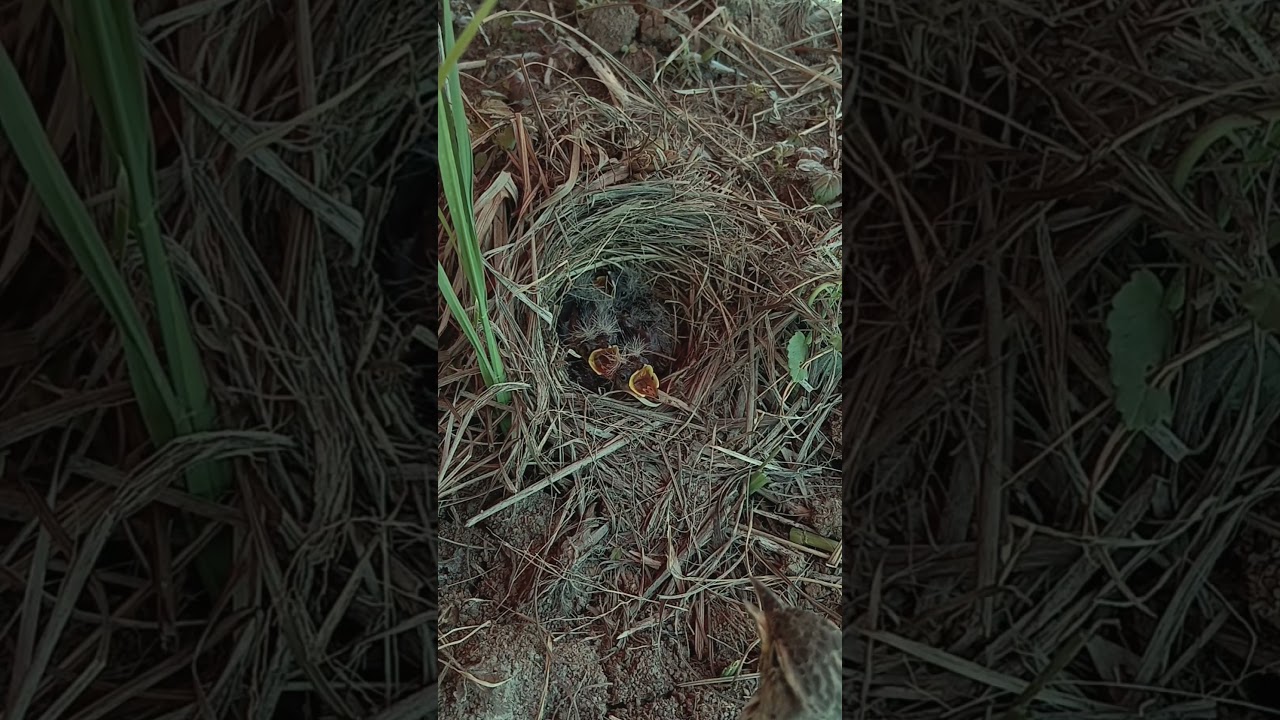 Black-winged kite birds in the nest 