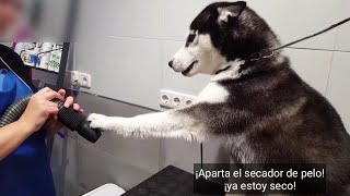 Max What's up? you have to bathe and dry your hair !! || Max the husky