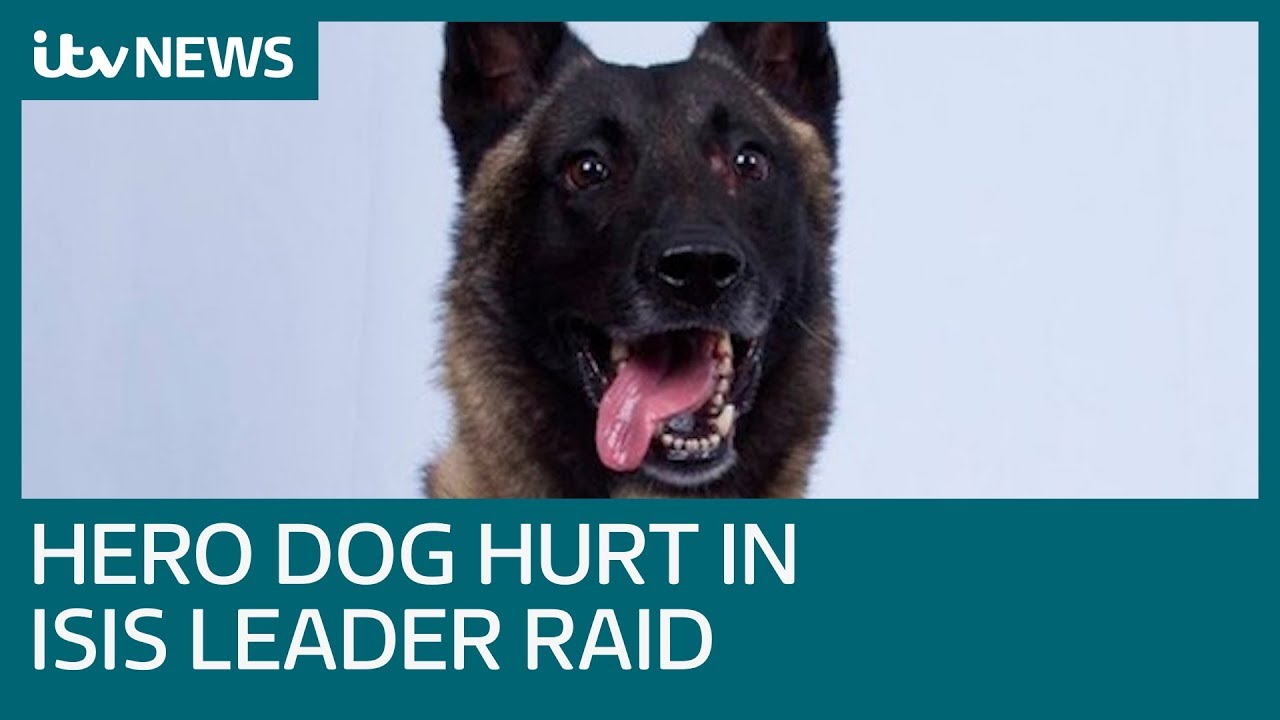 a dog helped take down the leader of isis