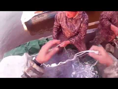 ловля на сеть китайку ловля на сеть китайку