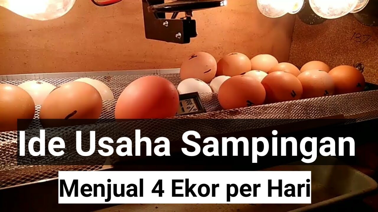 Ide Usaha Sampingan Ternak Ayam Kampung Sekala Rumahan 
