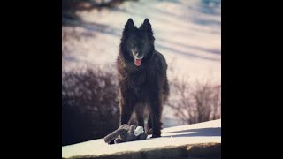 Would an untrained dog protect its owner? Source: Quora