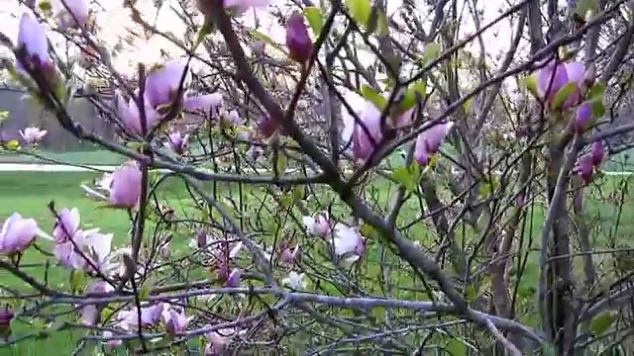 Floral Look Book | Sisters' Causerie