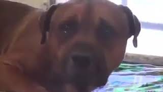 شاهد كلب يبكي على فراق صديقه فيديو حزين 💔
