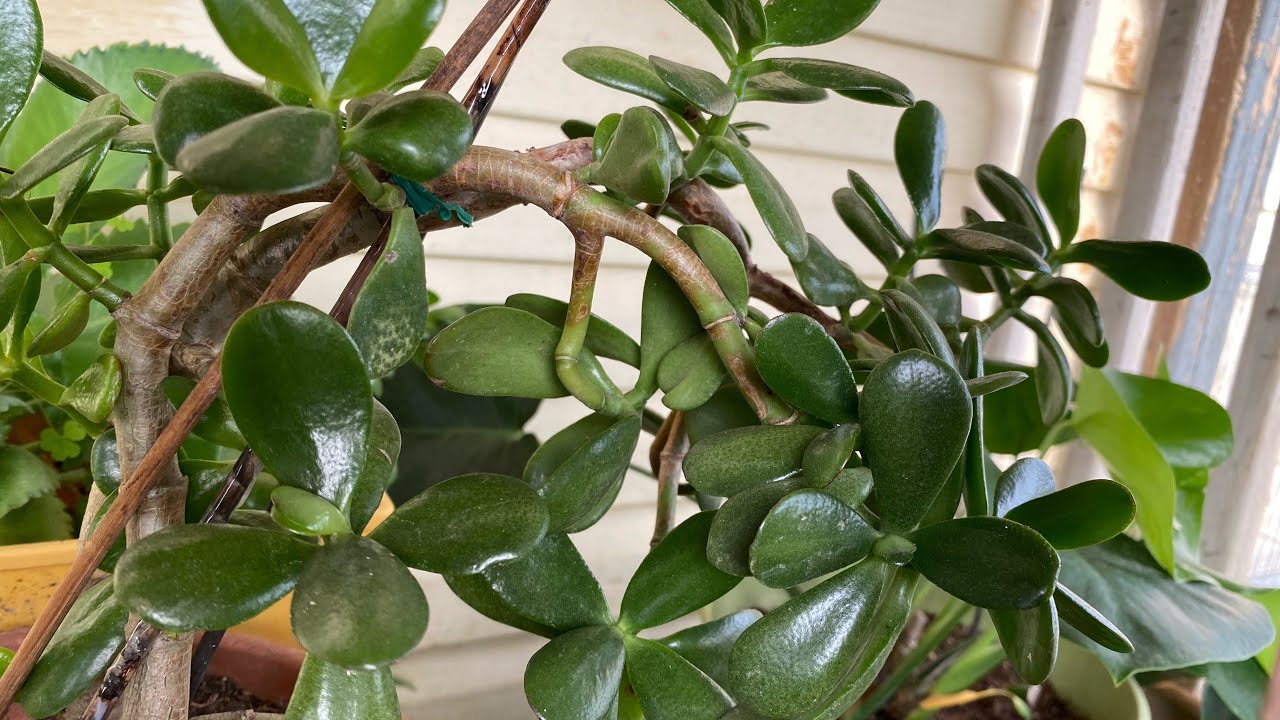 جمال نوعين من نبات الكراسولا مع طريقة الاكثار والعناية