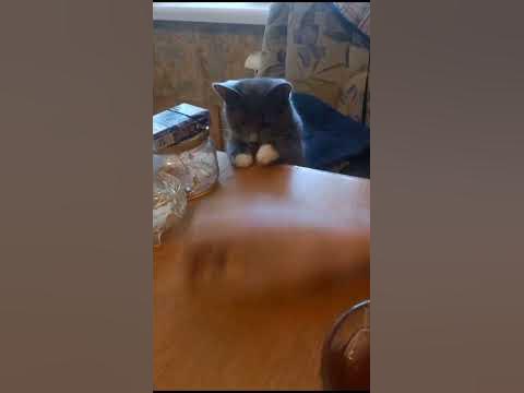 Наша шкодница любимица😊 - YouTube