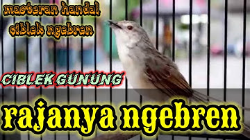 Ciblek gunung gacor full ngebren durasi 7 menit untuk masteran#ciblek #shamabird