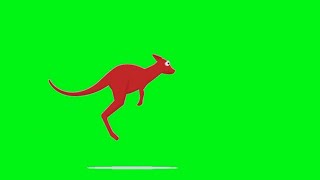 Green Screen kangaroo - kangguru 0430