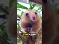 Hewan Ini Mirip Sosis Berbulu, Tapi Ternyata Pemburu Semut Andal!