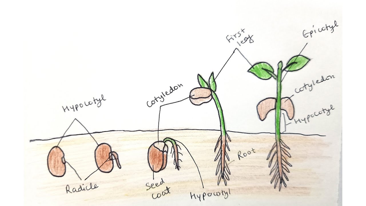 What Is Germination With Diagram