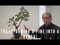 Transforming a pine into a bonsai