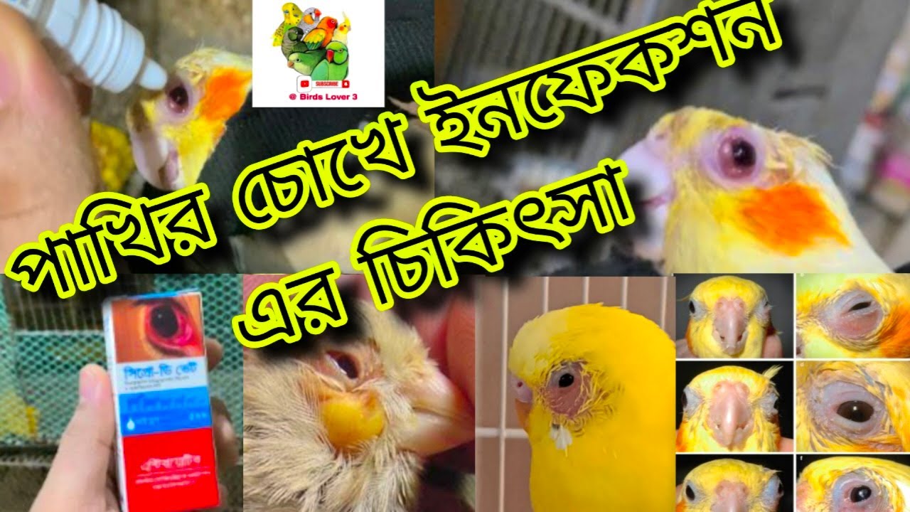 পাখির চোখে ইনফেকশন || পাখির চোখের ইনফেকশন এর চিকিৎসা || Birds Eye Infection Treatment