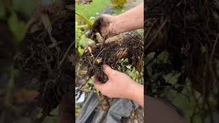 Download Lagu Leafy gall on a dahlia tuber #dahlias #leafygall #gall #dahliatubers MP3 Download Lagu Leafy gall on a dahlia tuber #dahlias #leafygall #gall #dahliatubers MP3