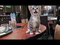 Cute Little Cat