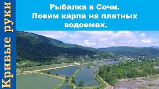 Рыбалка в Сочи. Ловим карпа на платных водоемах.