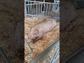 Sow being unloaded: Wilson County Fair - Tennessee State Fair