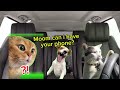 FIRST VIDEO CAT MEME