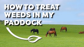 How to Treat Weeds in my Paddock