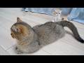 Cute kitten who’s fascinated by Mom Cat’s tail but is a little scared…