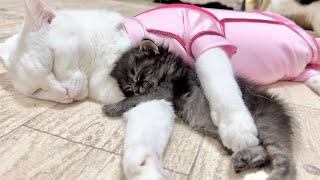 先住猫に腕枕をしてもらったら虜になった赤ちゃん猫 生後27日【アオちゃん日記#25〜青い秋空〜】Baby cat likes arm pillow. 子猫