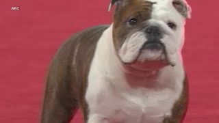 Star the bulldog name 'Best In Show' by American Kennel Club