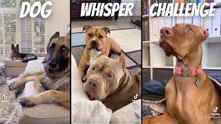 Dog Whisper Challenge