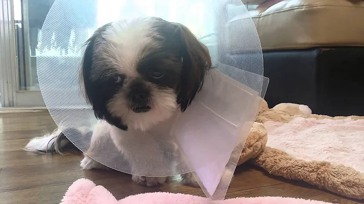 Shih Tzu GGung & SSong 351