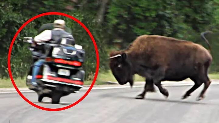 8 Bison Encounters You Won't Believe Happened
