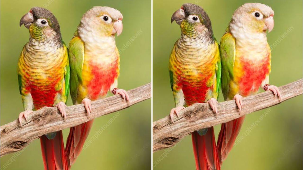 Pineapple Conures Breeding Pairs Morning Shoot.. pandupets YouTube