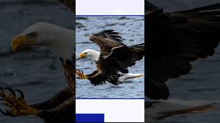 Two men accused of hunting and killing more than 3,000 birds in a year, many protected eagles