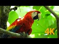 Costa Rica - Nature 4K