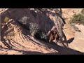 Crazy Places Horses & Mules Can Go | Extreme Trail Riding Compilation