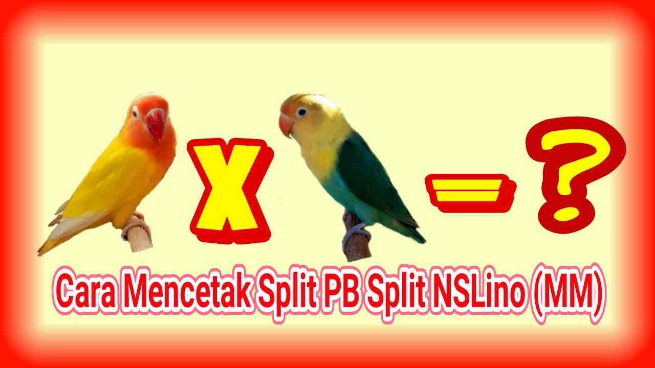 Mencetak Lovebird  Split PB Split Nslino (MM) dari Indukan Sederhana