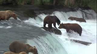 Brooks Falls, Katmai NP, Alaska video compilation 26-07-2012