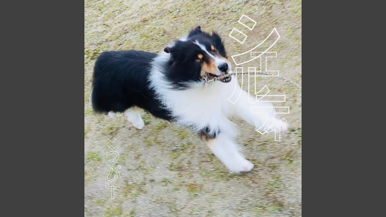 Ver シェルティ no YouTube Ver シェルティ no YouTube