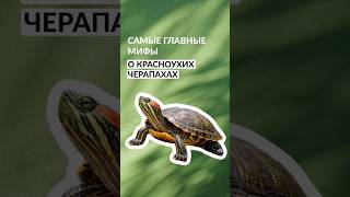 Наш тг : Планета Экзотики 🐍 #рептилии #красноухиечерепахи #черепахи #экзотика #зоомашазин #мифы