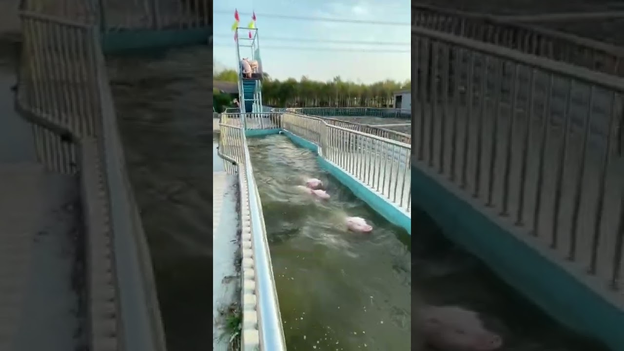 Funny Vidz ( Invited Pigs ) In water park