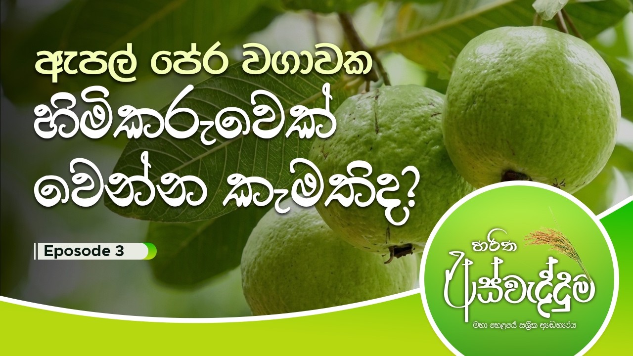 නවීන තාක්ෂණයෙන් කෘෂිකර්මාන්තය ජයගන්න  | Aswedduma | Haritha TV | EP 03