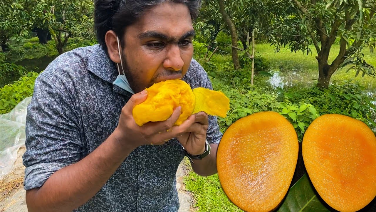 Exploring Rajshahi's Mango / The City of Mango YouTube