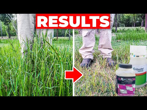 Vídeo: Controlar Zoysia Grass: Com mantenir Zoysia fora