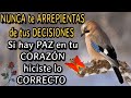 🦋NUNCA te ARREPIENTAS de tu DECISIÓNES si hay PAZ en tu CORAZÓN hiciste lo CORRECTO