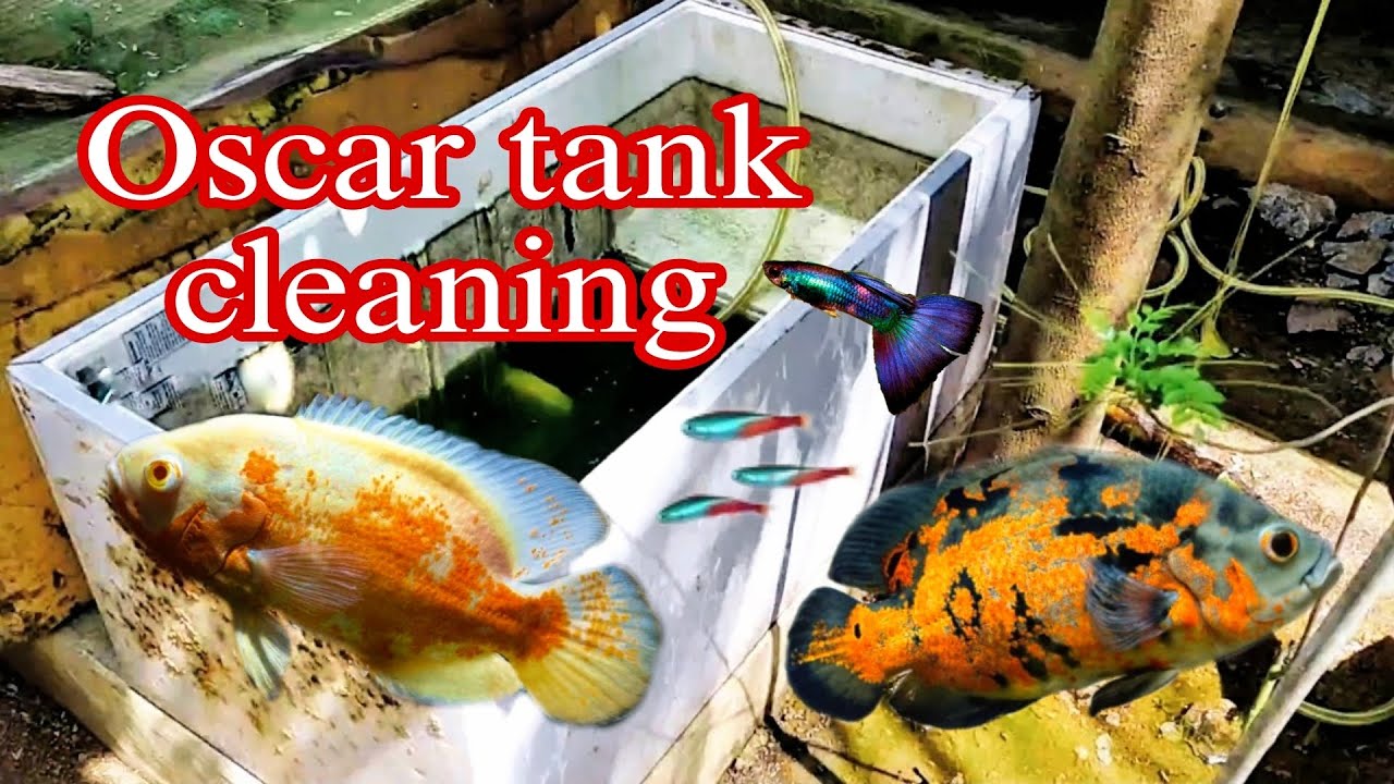 𝙊𝙨𝙘𝙖𝙧 𝙛𝙞𝙨𝙝 🐠 𝙩𝙖𝙣𝙠 𝙘𝙡𝙚𝙖𝙣𝙞𝙣𝙜 Kutty_vlogz YouTube