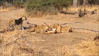 Lion vs Puku