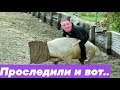 МОИ ДИКИЕ КАБАНЫ. Случка домашней свиньи с диким кабаном