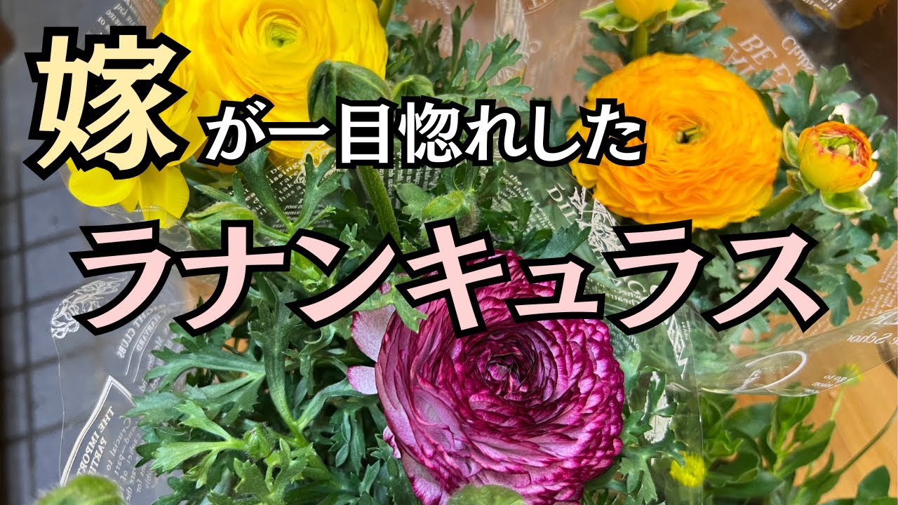 ラナンキュラス]嫁が一目惚れしたラナンキュラス [園芸][ガーデニング
